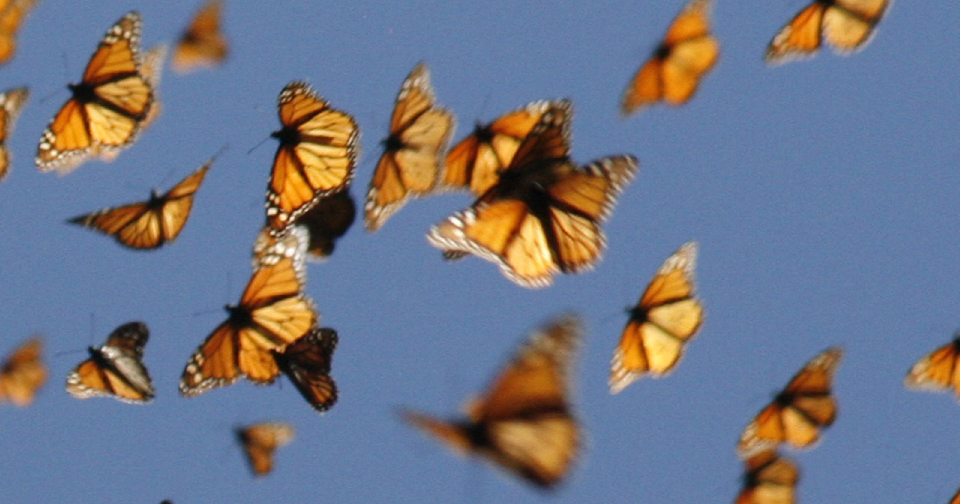 Видео бабочки летают. Много бабочек. Очень много бабочек. Множество бабочек. Стая бабочек.